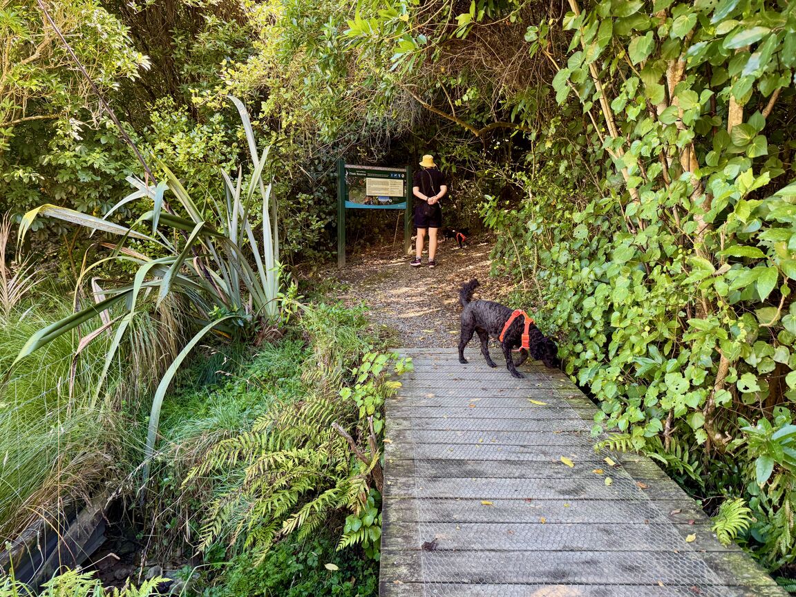 Photo from Titoki Reserve